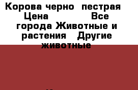 Корова черно- пестрая › Цена ­ 30 000 - Все города Животные и растения » Другие животные   . Карелия респ.